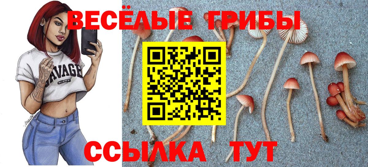 Рязань  Псилоцибиновые грибы Psilocybe  Псилоцибиновые грибы прущие грибы  Вход с VPN 